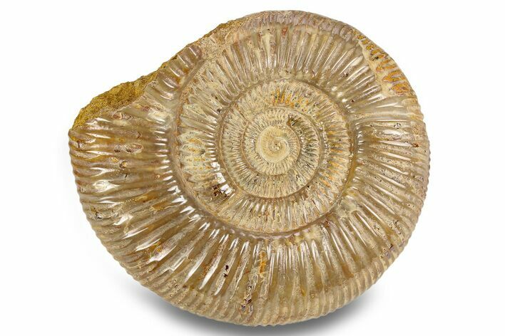 Jurassic Ammonite (Perisphinctes) - Madagascar #257160